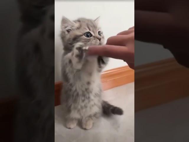 Meow Moments