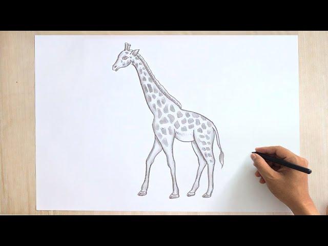 Giraffe Drawing 