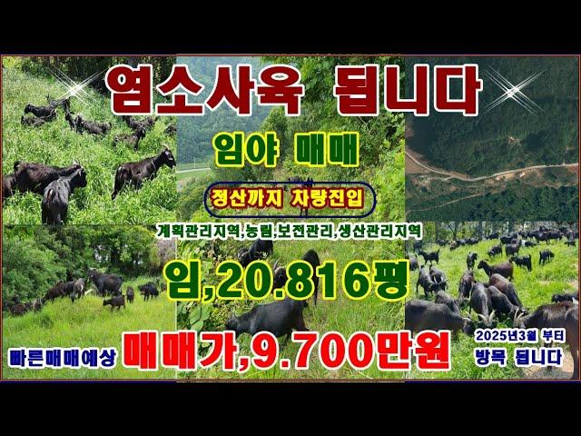 물번,609) 염소방목 임야,20.816평 몽땅,9.700만원 정상까지 차량진입 경사도20~25 위 지상의 낙엽송묘목식재. 내년 상반기 경제림으로 교체 3월 이후 염소사육됩니다.