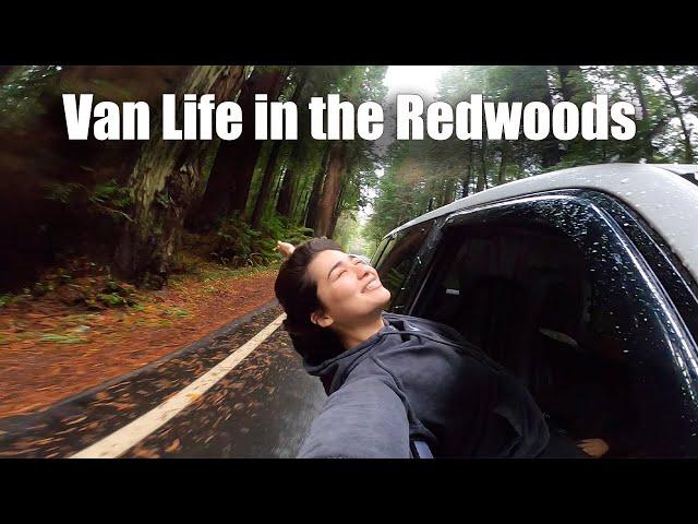 Vanlife in the Redwoods