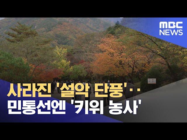 사라진 '설악 단풍'‥민통선엔 '키위 농사' (2024.11.04/뉴스투데이/MBC)