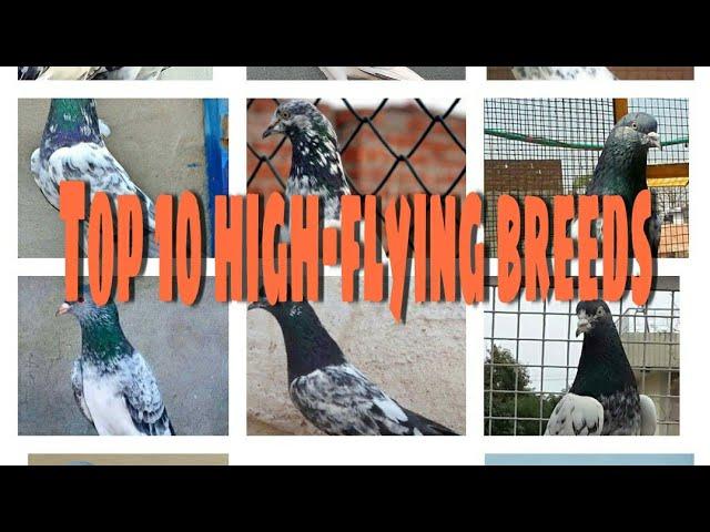 Top 10 high-flying  pigeon breeds