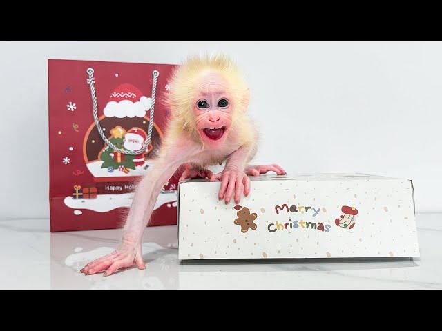 Monkey Baby Molly loves Dad’s surprise Christmas gift from the girlfriend