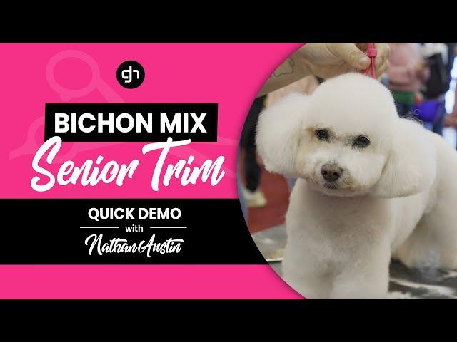 Bichon Mix Senior Trim w/ Nathan Austin