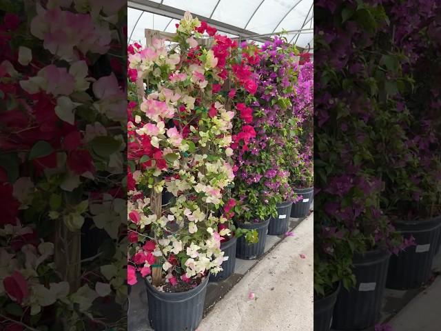 15 Seconds of Bougainvillea! #gardening #landscape #garden #landscaping #backyard #flowers