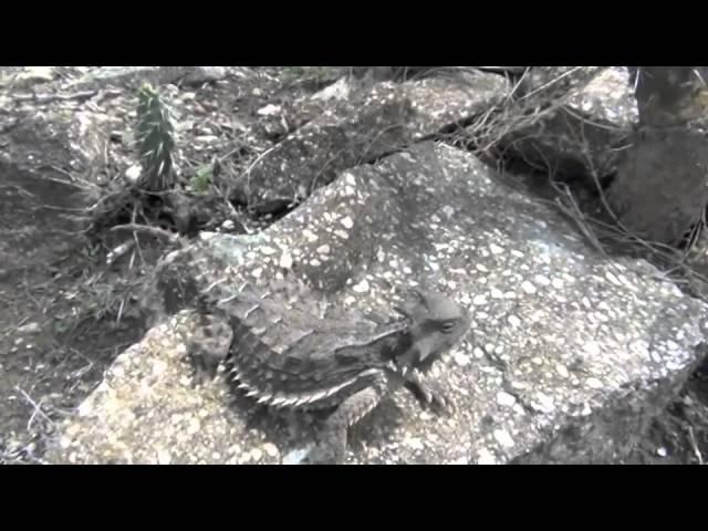 Giant horned lizard (Phrynosoma asio) in nature