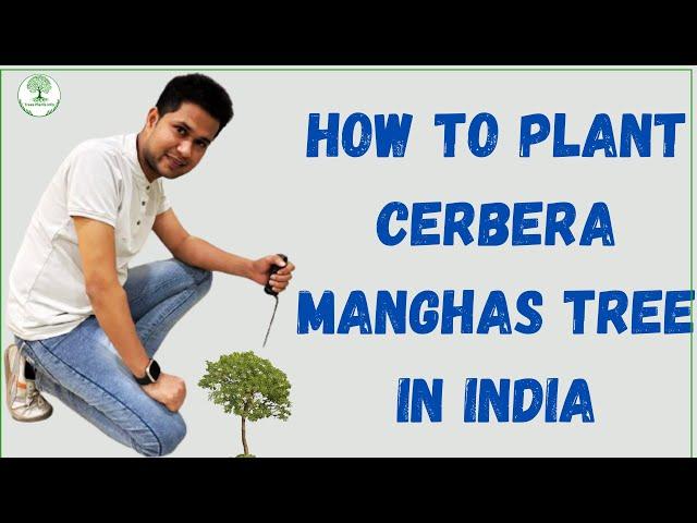 how to plant Cerbera manghas tree in India | about cerbera manghas tree | sea mango | Cerbera tree