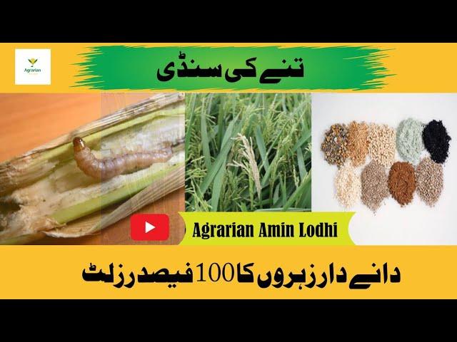 How To Control Stem Borer In Rice || Effect Of Granular Pesticides || #Agrarian Amin Lodhi