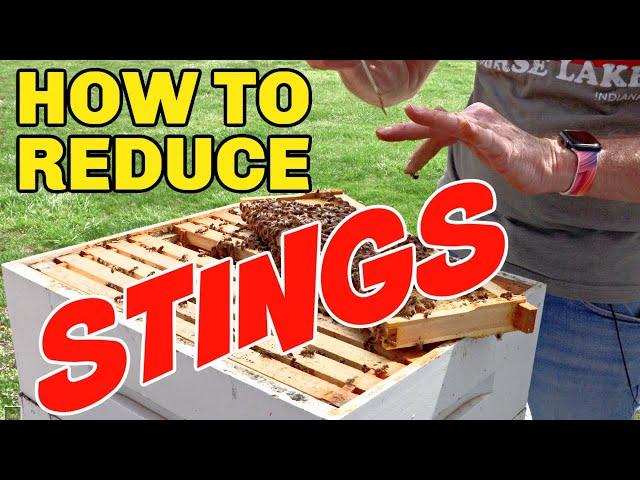 Beekeeping: How To Reduce Your Chances Of Being Stung!