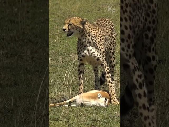 The Cheetah’s Dilemma: A Swift Kill, Lost to a Powerful Lion