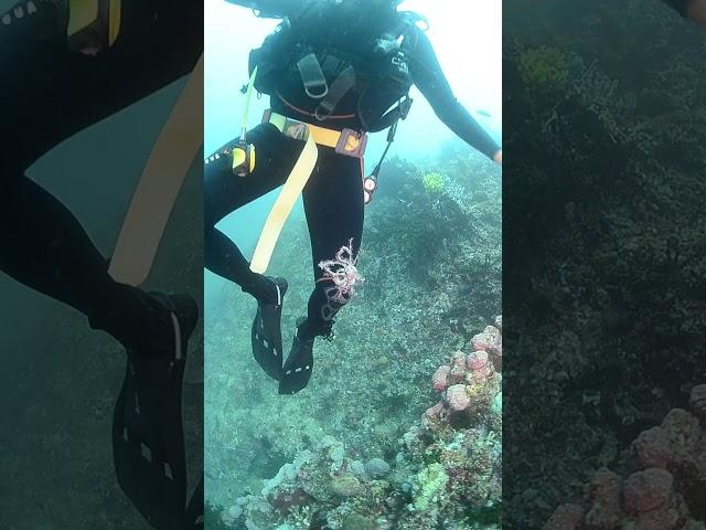 You know when you dive near the corals.. #divingadventure #scubadiving #diverlife