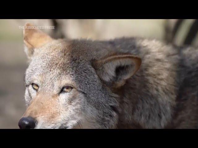 "America's Wolf" clawing back from brink ... again