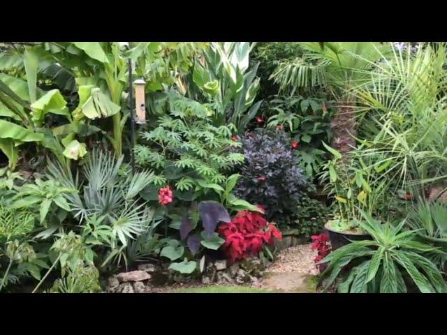 Springy’s (Steve) Windswept exotic/tropical garden in Abingdon on Thames, UK.