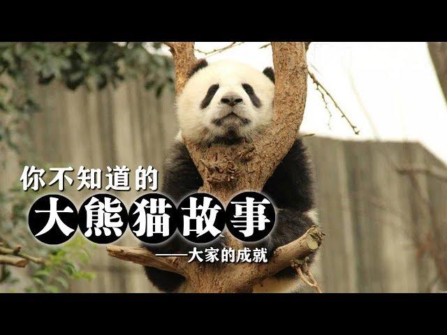 《你不知道的大熊猫故事》大家的成就 | CCTV纪录