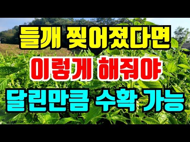 비바람에 쓰러진 들깨 세우는방법 그냥두면 수확 못해요