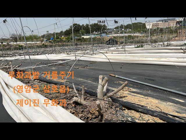 무화과밭 거름주기 (친환경) #영암군#삼호읍#제이진무화과#영암로컬푸드