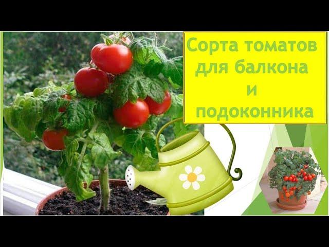 Семена томатов для балкона и подоконника. Комнатные томаты - новые сорта