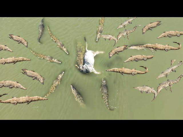 SURREAL!!COW IS DEVOURED ALIVE BY CROCODILES.