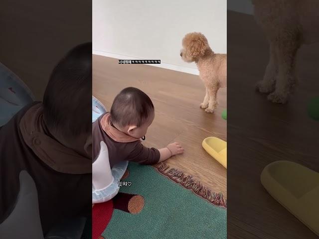 엄마 아빠가 이렇게 하던데 요래요래 슉! #애개육아 #dogandbabyvideos #8개월아기