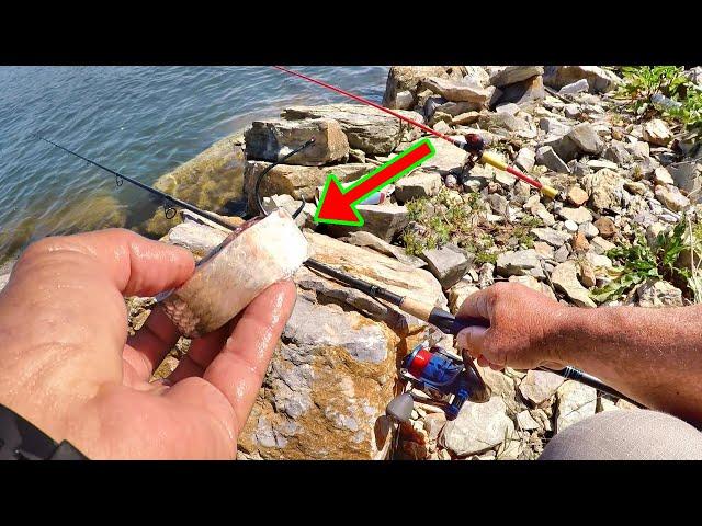 SIMPLE Way To Catch LOADS Of Catfish From The Bank