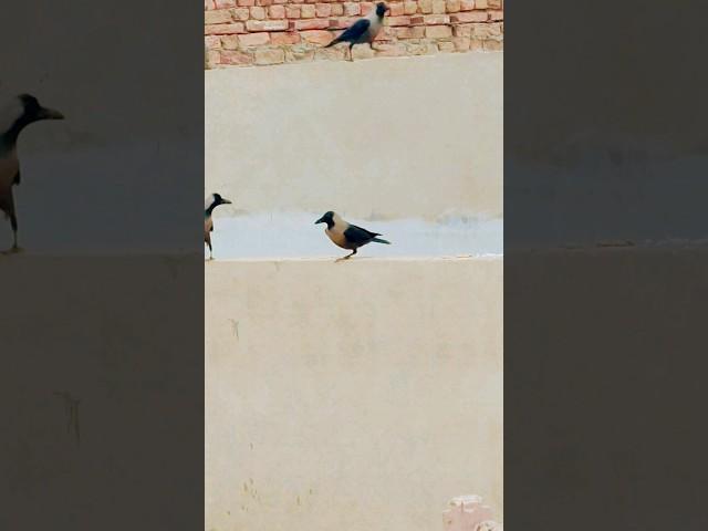 crow with one leg  hard effort of crow for food #crow #viral #trend