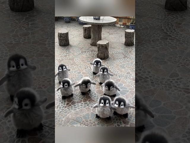 this is too cute i'll take one #cute #adorable #pet #penguin #babyanimals #fluffy #cuteanimal