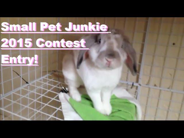 Small Pet Junkie 2015 Contest Entry - AnimalPetLover6