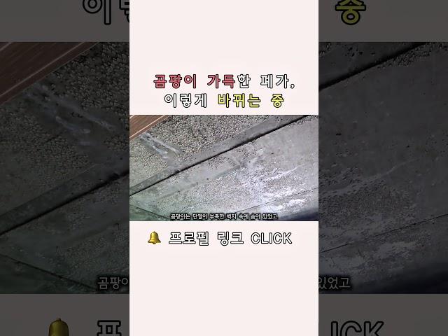 “이 집에서 사람이 살았다고요?” | 공실 8개월, 곰팡이 집의 현실