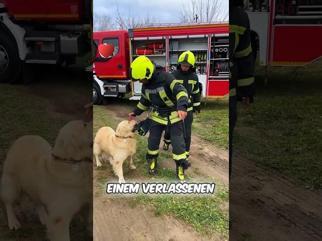 Mutiger Hund rettet ihre Welpen! ️