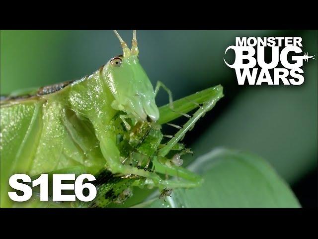 MONSTER BUG WARS | Rainforest Rampage | S1E6