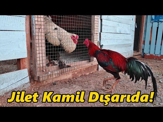 Jileti Saldım Dışarı!-/Hindi CivCivleri-Biri Rahatsız!-Serada Durum Süper!./#Tavuk#Horoz#Hindi#Sera