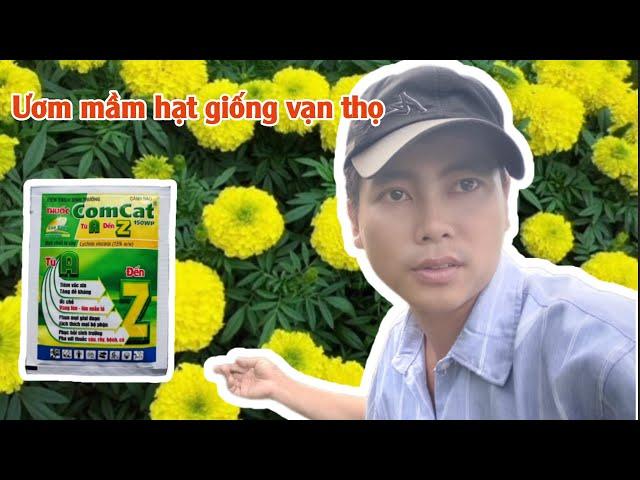 ươm hạt giống vạn thọ tưới comcat được không - huỳnh thủy tinh vlog