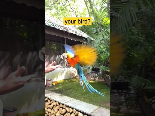 Learn FREE FLIGHT TRAINING for your bird | Shaikh Tanveer |