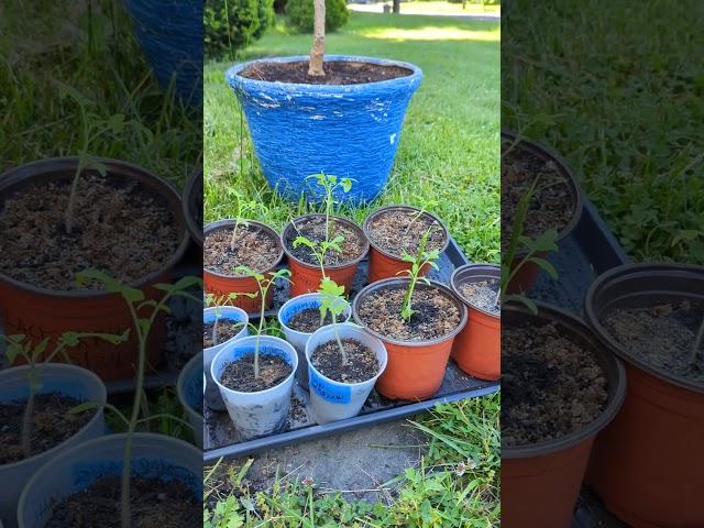 Planting life May 22. peppers, tomatoes, herbs. an appearance by Dixie. #garden #dogs
