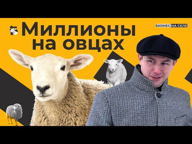 5 миллионов чистой прибыли. Овцы как бизнес. Как сельский франт построил с нуля ферму