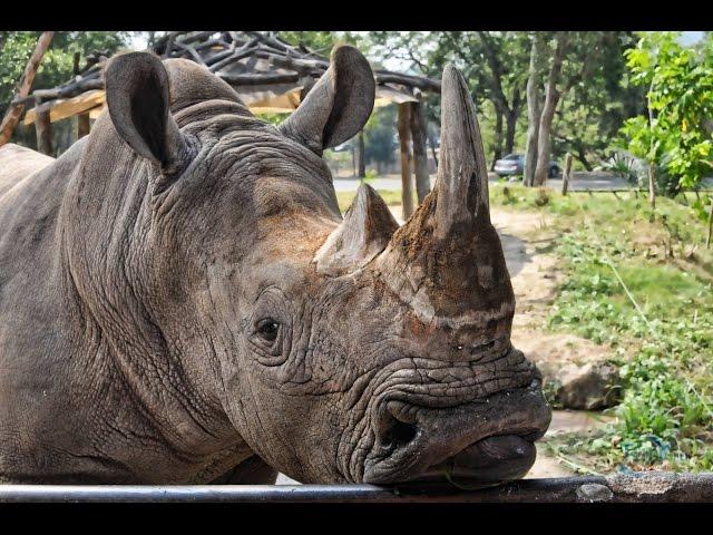 Khao Kheo zoo, Pattaya, Thailand | Зоопарк Као Кео, Паттайя, Тайланд