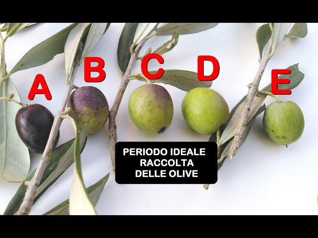 QUANDO RACCOGLIERE LE OLIVE, vediamo il periodo giusto ed il grado di maturazione