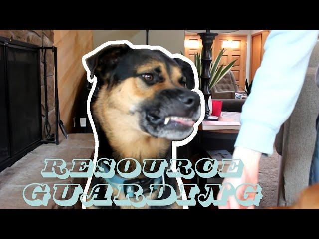 How to Fix Resource Guarding Food Around Other Dogs - Positive Reinforcement