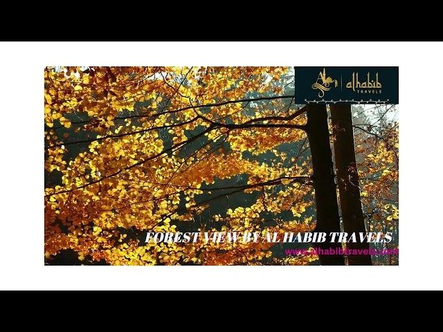 FOREST VIEW BY AL HABIB TRAVELS