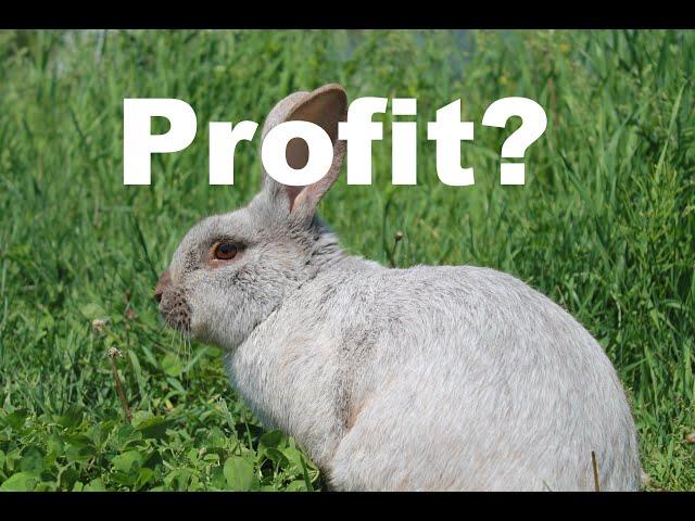 Is Raising Meat Rabbits Profitable?