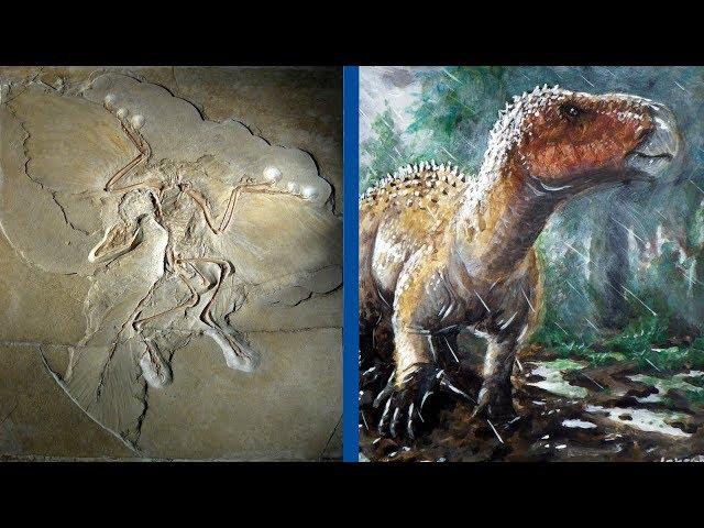 The Most Important Discoveries in Paleontology - Part 1