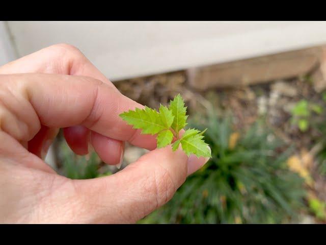 Don’t plant these in Florida! Two VERY invasive plants