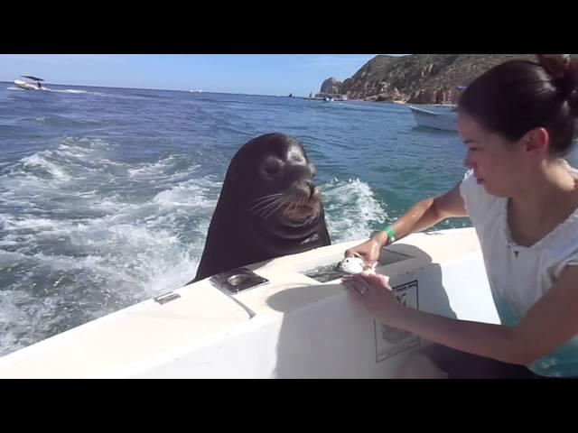 Feeding the sea lions!