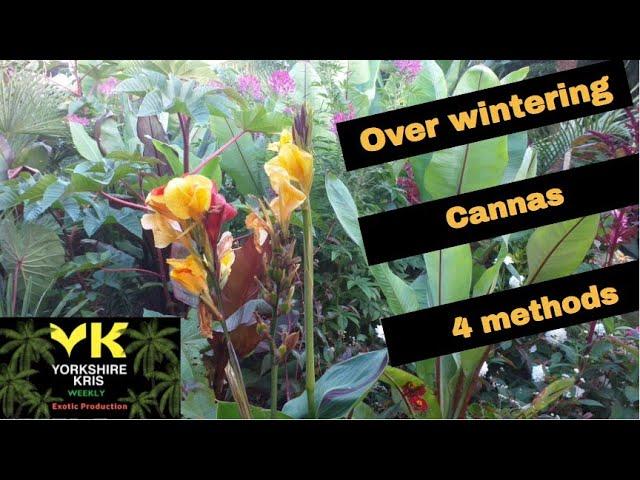 Overwintering cannas 4 methods