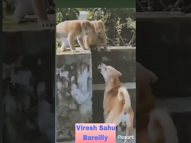 Monkey Dog Funny Video