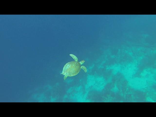 Cliff / Dive Friends. Bonaire (by Snorkeling Quest)