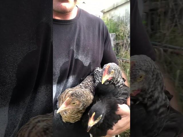 Moving the last of the chicks to the big coop #homesteadlife #farm #chicken