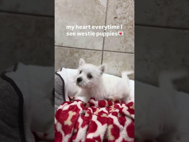 Hiya!I’m Harley, a spunky little Westie pup with the fluffiest white coat you’ve ever seen!