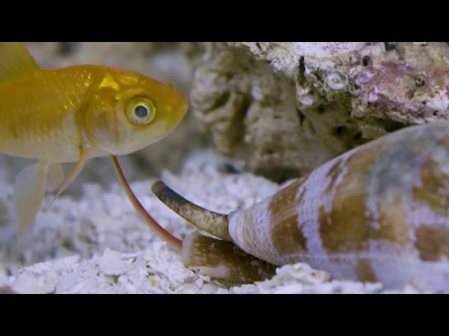 Venomous Cone Snails - cool