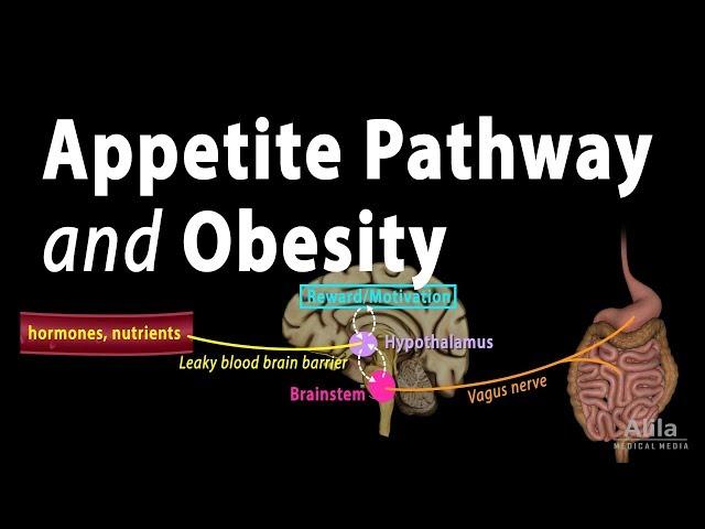 The Brain's Hunger/Satiety Pathways and Obesity, Animation